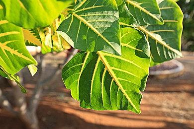 EA称不会提高游戏价格 包括《战地6》